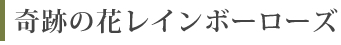 奇跡の花レインボーローズ